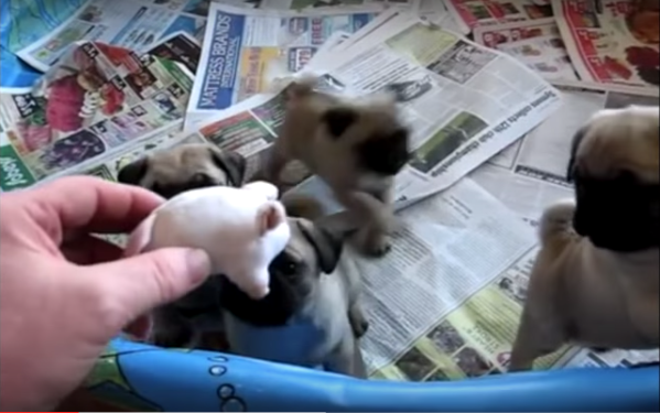 [VIDEO] OMG – These Cute Pug Puppies At The 00:36 Mark Will Melt Your Heart!