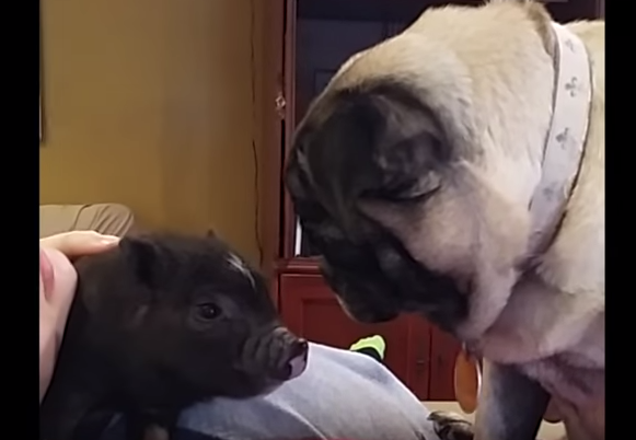 [VIDEO] Watch This Pug React To Meeting A Mini Pig For The First Time