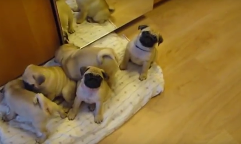 [VIDEO] This Man Getting Showered With Pug Puppy Love Made Our Day