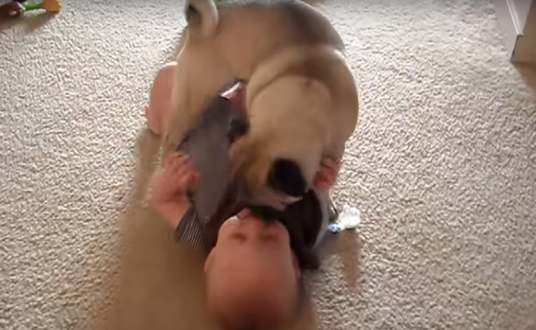 [VIDEO] OMG This Pug Absolutely LOVES His Baby Sibling And It’s So Sweet!