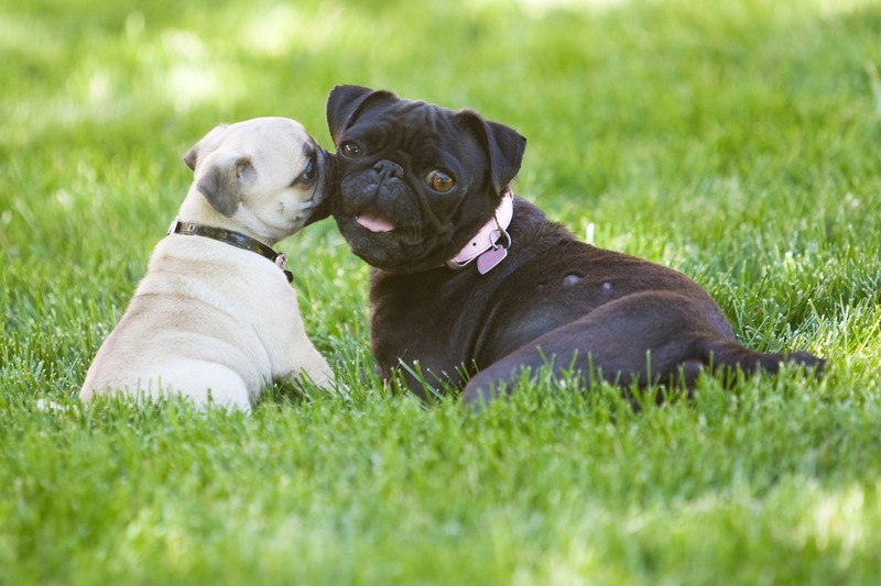 These Puppies Are Getting A Glimpse Into Their Future And It’s Adorable