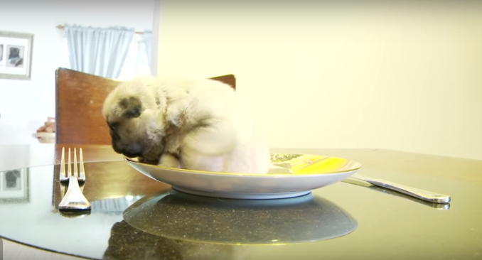 [VIDEO] This Teeny Tiny Pug Puppy On A Pug Plate Is Too Much Cute!