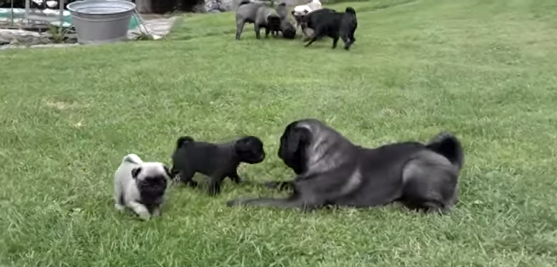 [VIDEO] Watch These Puppies Steal This Pug Show Completely!!