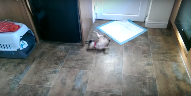 [VIDEO] This Pug Puppy Mix Is Freaking Out Over This Door Stopper And It’s Adorable
