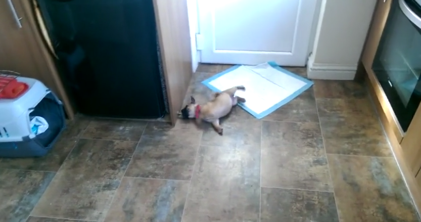 [VIDEO] Watch This Little Pug Puppy Spazz Out Over This Door Stopper…LOL!