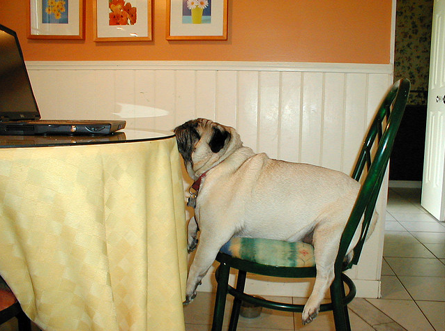 Does Your Dog Raid The Garbage Or Binge Off Your Counter Tops?