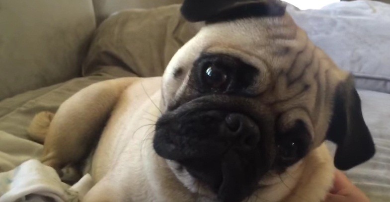 [VIDEO] This Head Tilting Pug Put A HUGE Smile On Our Face