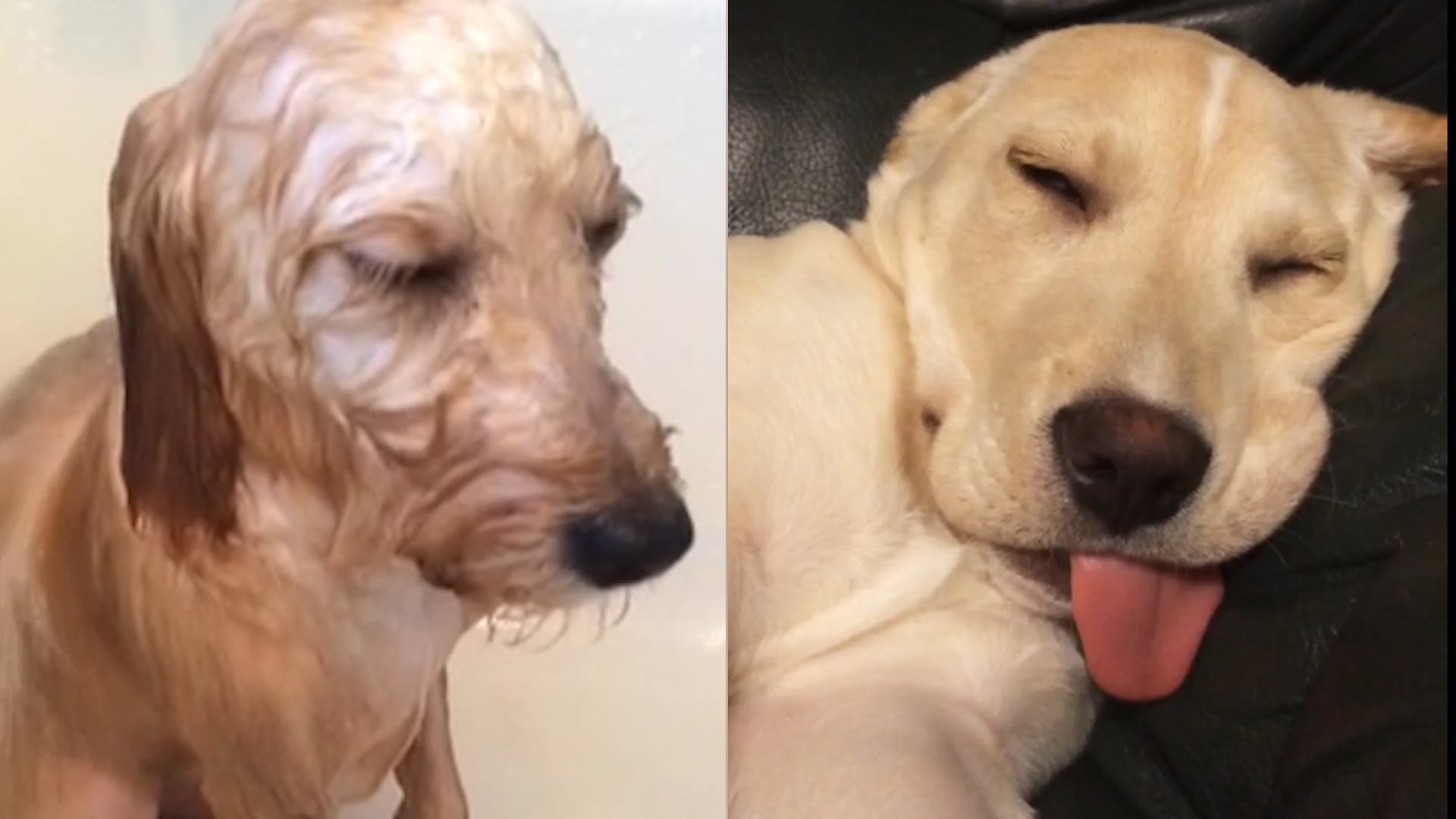 [VIDEO] These Cute Dogs Resisting The Urge To Sleep Is The Sweetest Thing Ever