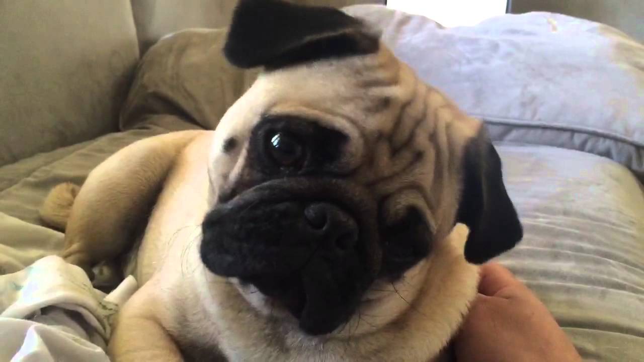 [VIDEO] This Pugs Head Tilting Antics Are CRACKING Us UP!