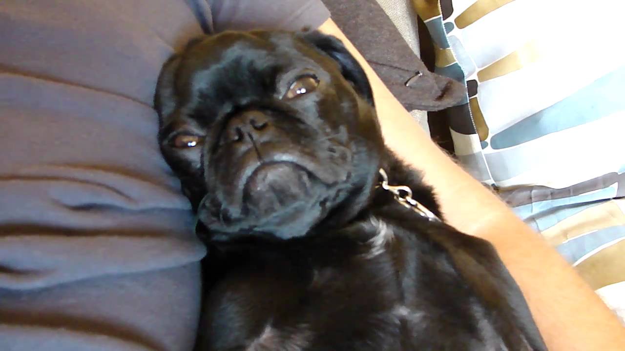 [VIDEO] This Pug Pup Sure Can SNORE! Turn The Volume Up And Laugh