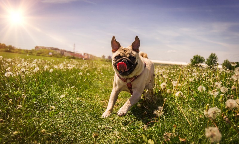 5 Awesome Things Our Dogs Have Taught Us About Communicating