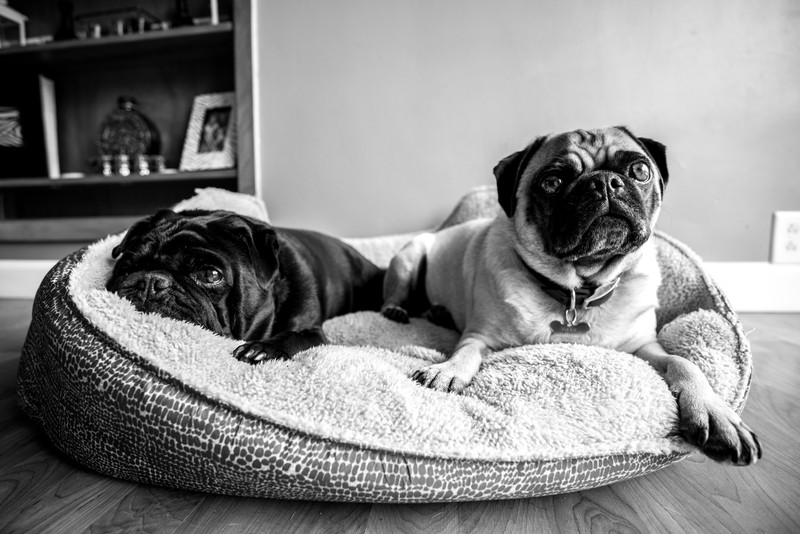 Apartment Dwelling Tips For Dog Owners You Need To Know