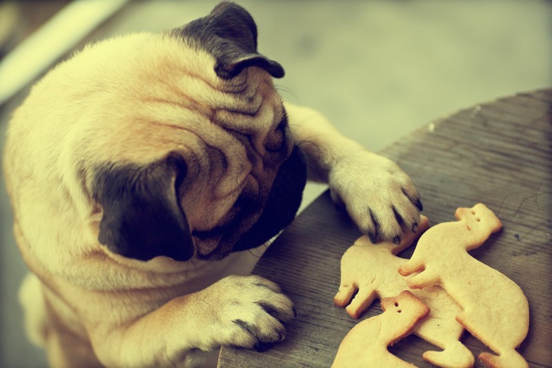You Won’t Believe What These Dogs Ate! A Vet Tells All