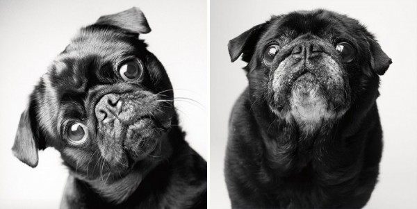 These Gorgeous Photos Of Dogs Aging Gracefully Will Make Your Heart Swell With Love