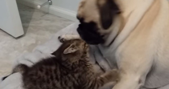 Reilly The Pug Has A Best Friend.. And It Just So Happens To Be A Kitten Named Pancho!