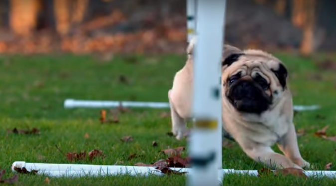 [VIDEO] Pug Puppy Playtime… We Want Them ALL!