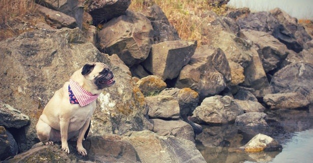 How Stylish Is Your Pug? 10 Items You Need To Get!