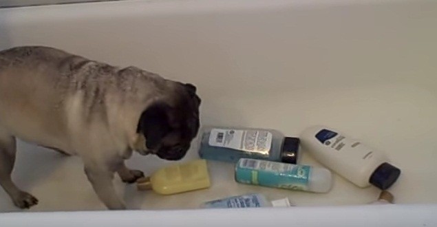 (Video) Pug Approaches Shampoo Bottles on the Edge of the Tub. What Happens After That Floors Me!