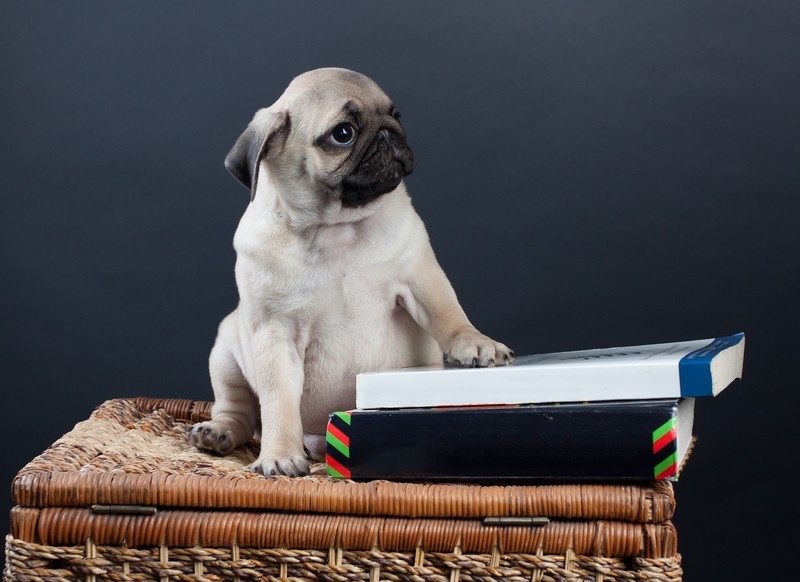 3 Awesome Books Dog Lovers Will Absolutely Love