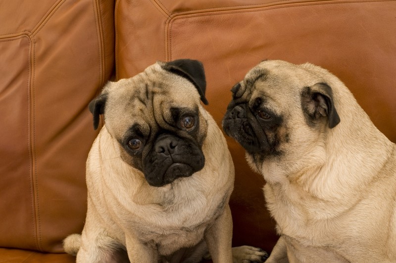 10 Reasons Why Your Dog Is Whining: Pssst… Some Are Serious!