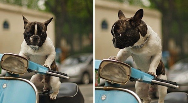 10 Photos Of Dogs Taking A Ride On The Wild Side