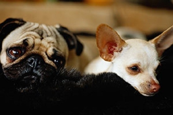 Tips For Introducing A New Pooch To Your Current Dog!