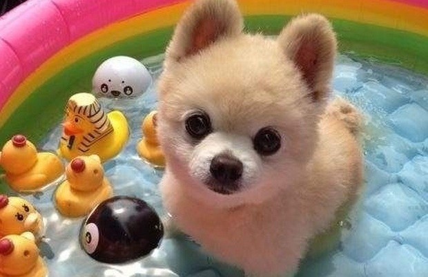 18 Epic Hacks For Dog Owners That Are Amazing!