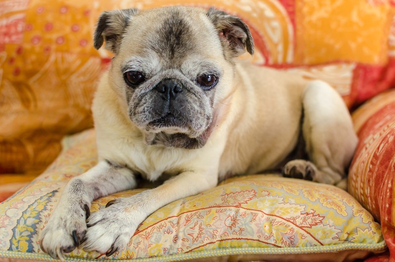 Top 5 Reasons You Should Adopt An Older Dog!