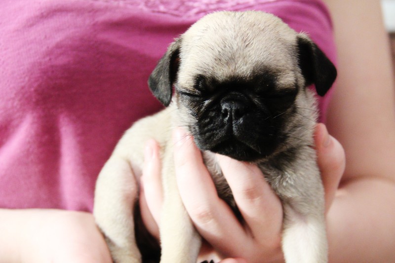 Pug Lover? Then You’ll Love This ‘Pugs For Dummies’ Tip List