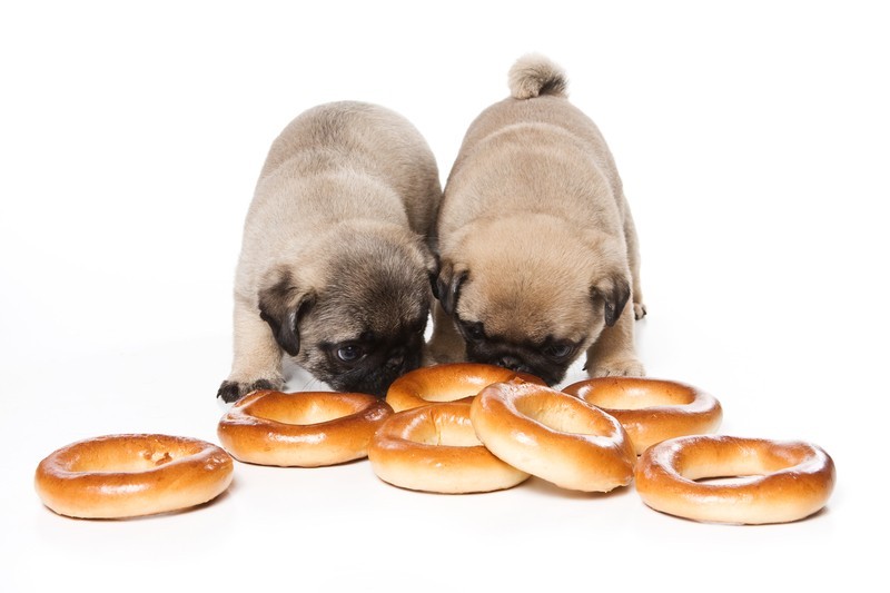 Is Your Dog Eating Weird Things That Aren’t Food? Learn About This Habit And How You Can Help
