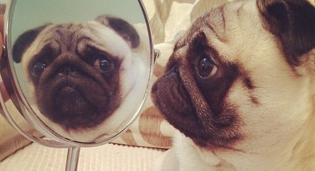 15 Photos Of Dogs Acting Like Humans – You’re Gonna CRACK Up!