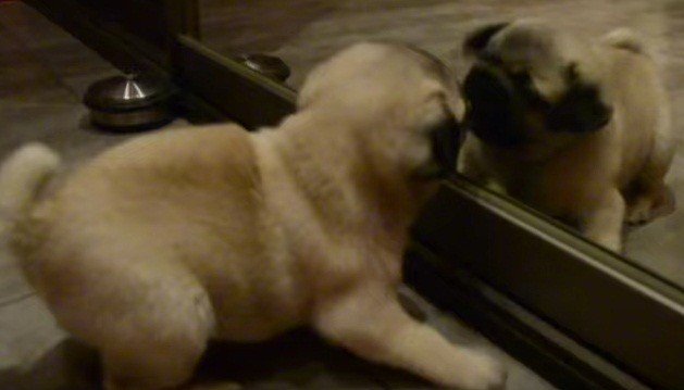 [VIDEO] Watch This Pug Puppy Play With His Reflection In The Mirror – Too Cute For Words
