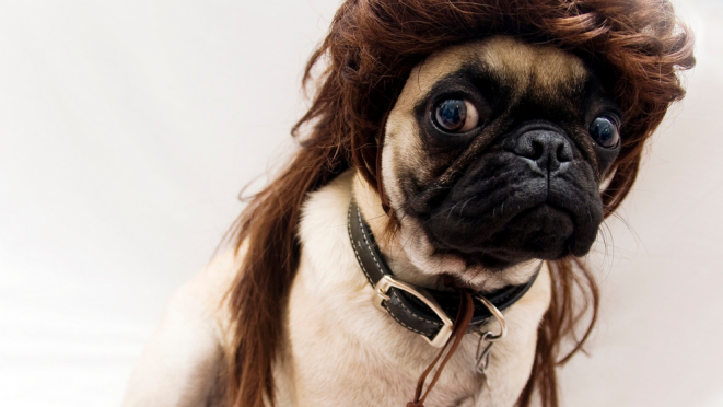 These 8 Stunningly Cute Dogs Just Want You To Be Happy!