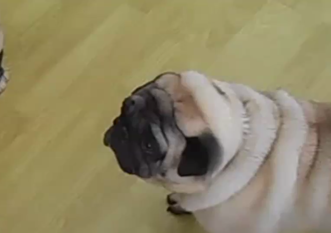[VIDEO] This Pug Is Barking At The Funniest Thing! I Can’t Stop Laughing- LOL