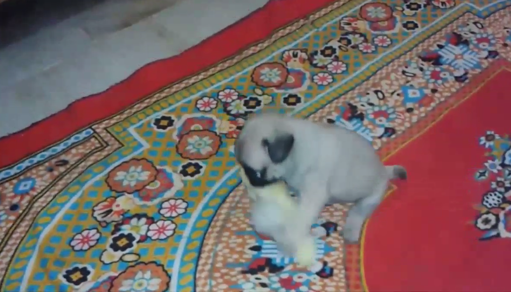 [VIDEO] This Adorable Pug Puppy Has A Unique Way Of Hiding Her Toy!