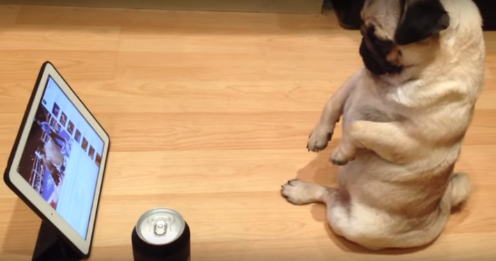 [VIDEO] Bubble The Pug Sits Like A Human To Watch Boxing And It’s The Cutest Thing Ever!
