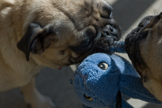 10 Dogs In A Battle Of Tug-Of-War That Are Simply Adorable