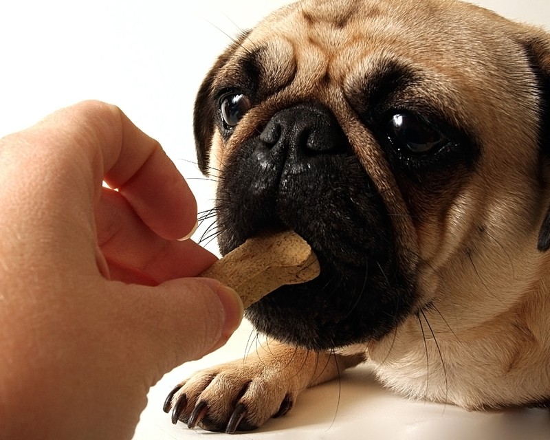 These Healthy Dog Treats Only Need TWO Ingredients – And Dogs LOVE Them