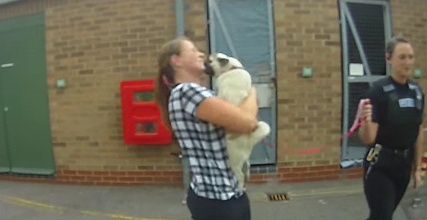 [VIDEO] Watch This Pug’s Excited Reaction To Being Reunited With Her Owner!!