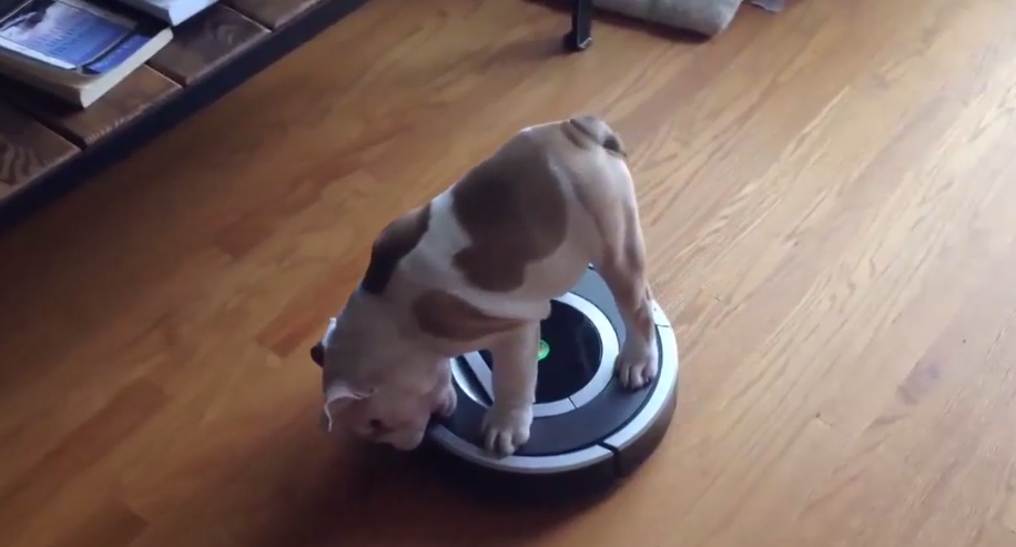 [VIDEO] LOL – This Cute English Bulldog Puppy Is Having A BLAST On His Roomba!