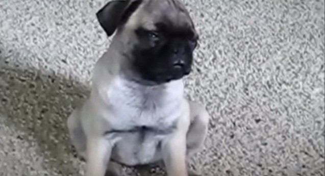 [VIDEO] We Dare You To Watch These Cute Pets Trying To Stay Awake And Not Melt!