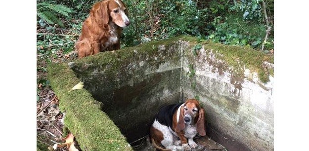 You Won’t Believe How This Dog Saved His Doggy Friend – INCREDIBLE!