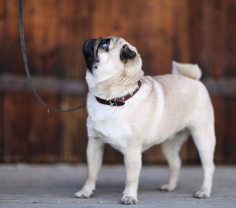 Are You Making These 3 Dog Training Mistakes?