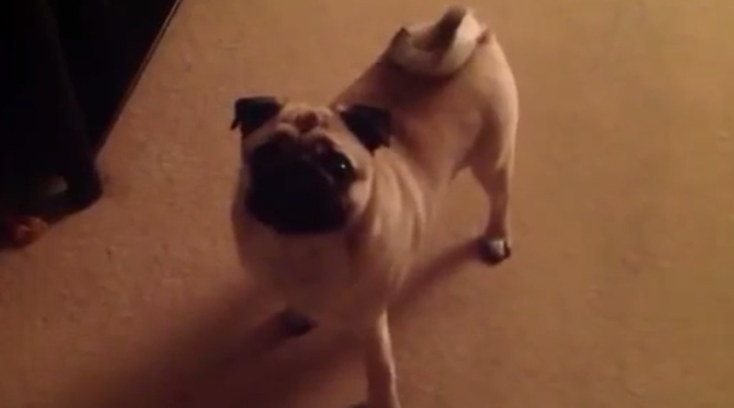 [VIDEO] This Little Pug Refuses To Go To Bed And Throws Quite The Temper Tantrum!