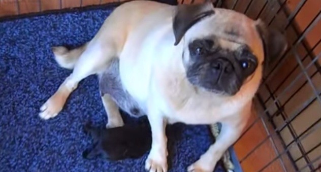 [VIDEO] Watch This Mamma Pug Deliver Her Pug Babies In This Adorable Video