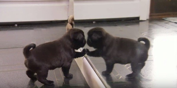 [VIDEO] Watch Oskar The Pug Get Into Mischief With His 7 Brothers And Sisters