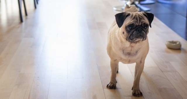 Some Fruits And Veggies Are Bad For Your Dog…Do You Know Which Ones?