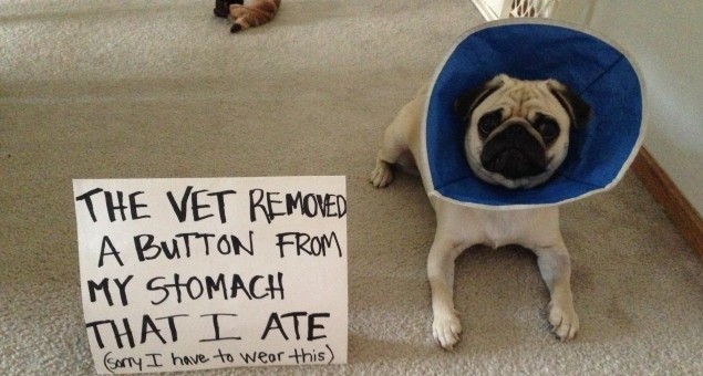 5 Epic Pug Shaming Pics That Will Make You Laugh Out Loud!