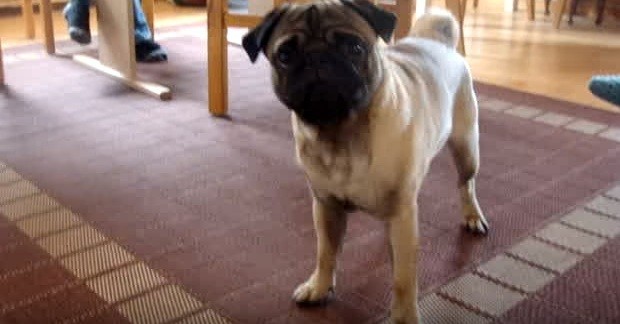 [VIDEO] This Pug Does NOT Like This Mini Pug Statue… And He’s Not Afraid To Show It