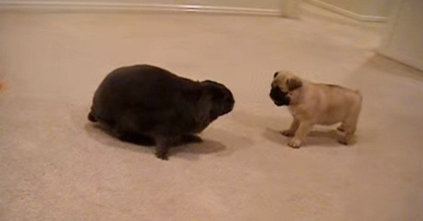 [VIDEO] Watch This Pug Puppy Meet A Rabbit For The First Time… Awwww!